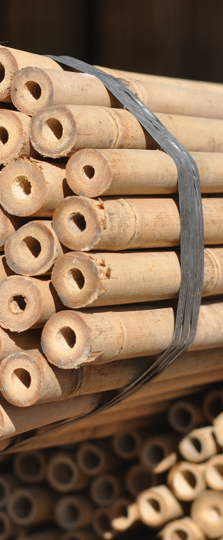 tyczki bambusowe image